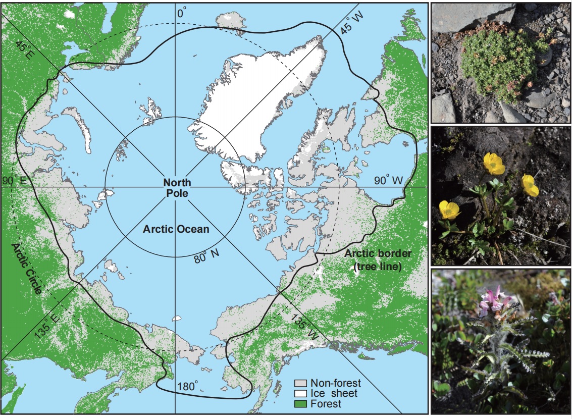 Geographic map of the Arctic and representative plants.jpg