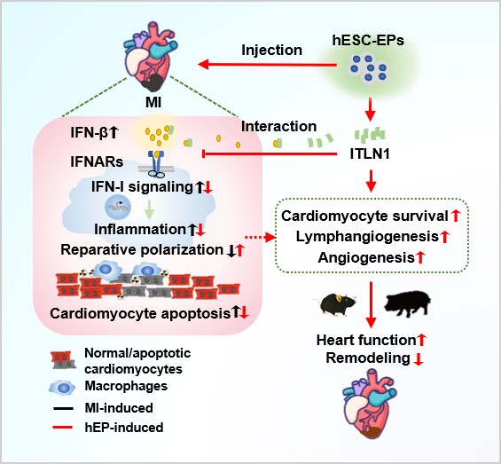 Cardiac Reparative and Immune Regulatory Role of hPSC-derived Epicardial Cells Uncovered for Infarcted Hearts