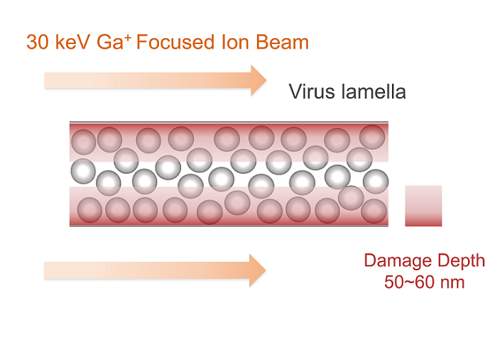 Quantitative analysis of FIB damage in cell lamellae.png