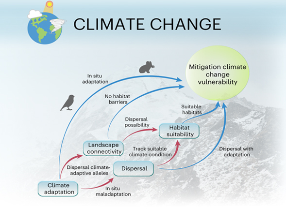 Climate adaptation, dispersal with adaptation, habitat suitability and landscape connectivity