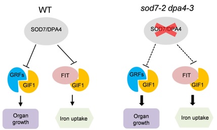 A model for SOD7/DPA4-GIF1 module coordinating organ growth and iron uptake in Arabidopsis