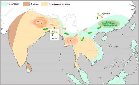 Hypothesized domestication centers of domesticated Asian rice
