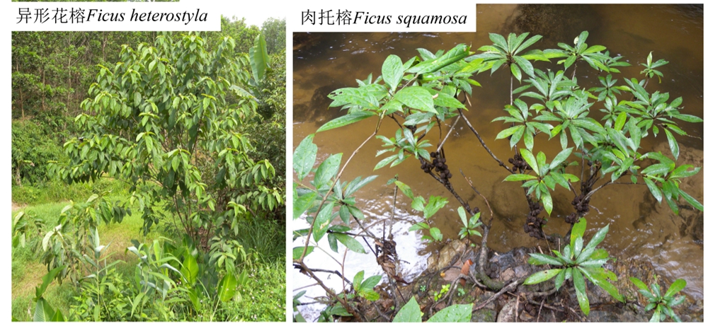 Two closely related dioecious species, Ficus heterostyla and F. squamosa .jpg