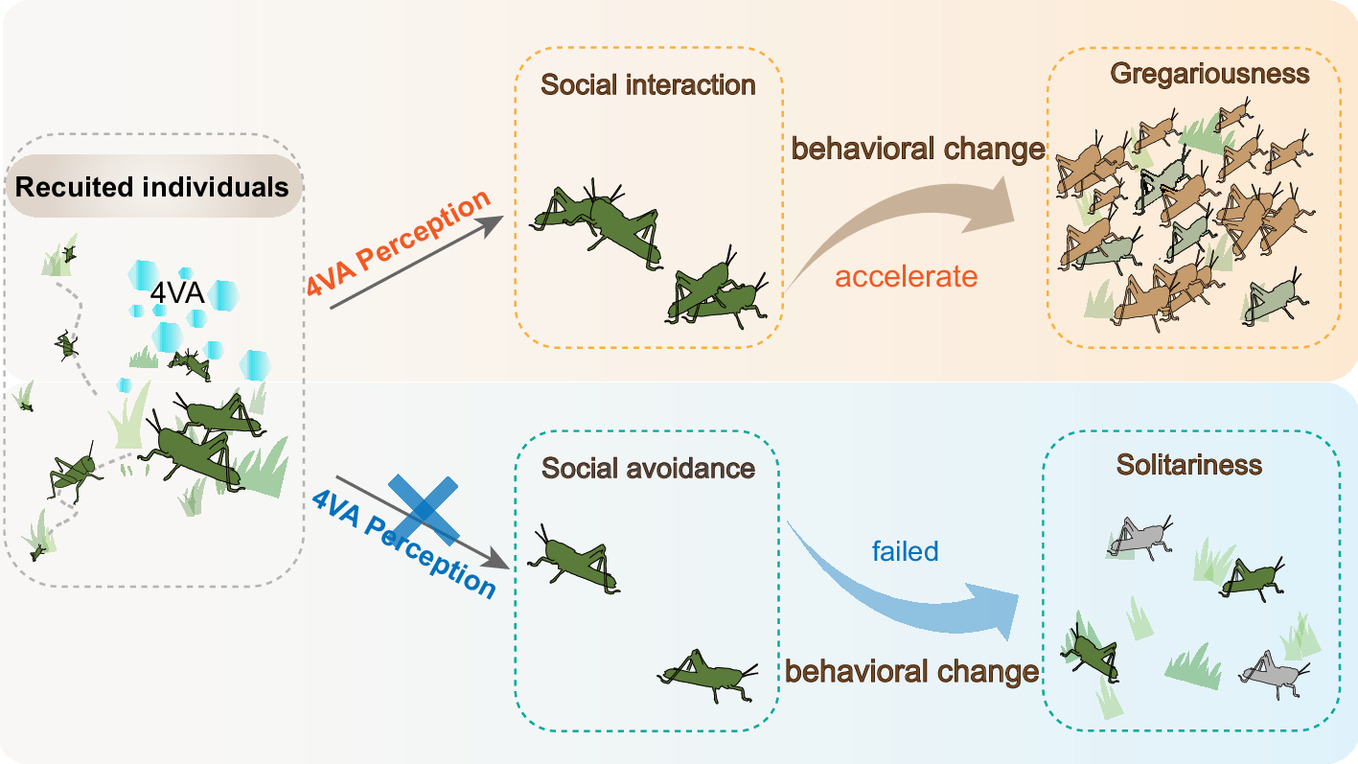 'Sociability' of Locusts: Social Interactions Promote Aggregation