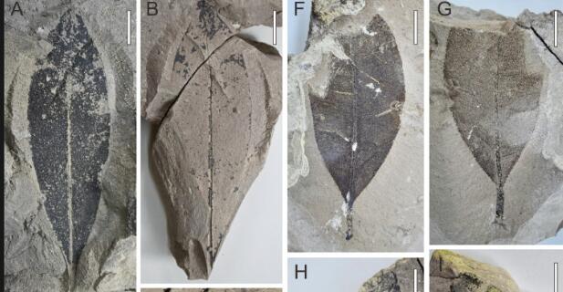 Fossil leaves of Calophyllum suraikholaensis .jpg