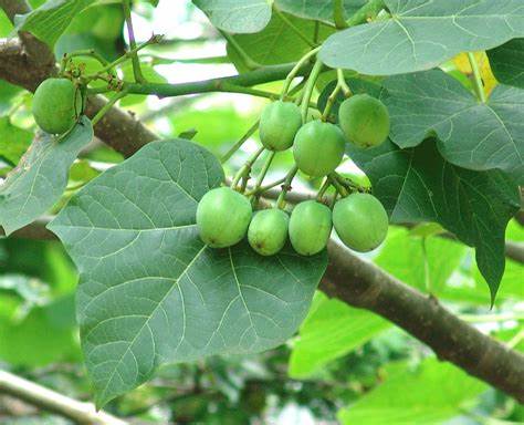 Jatropha curcas.jpg