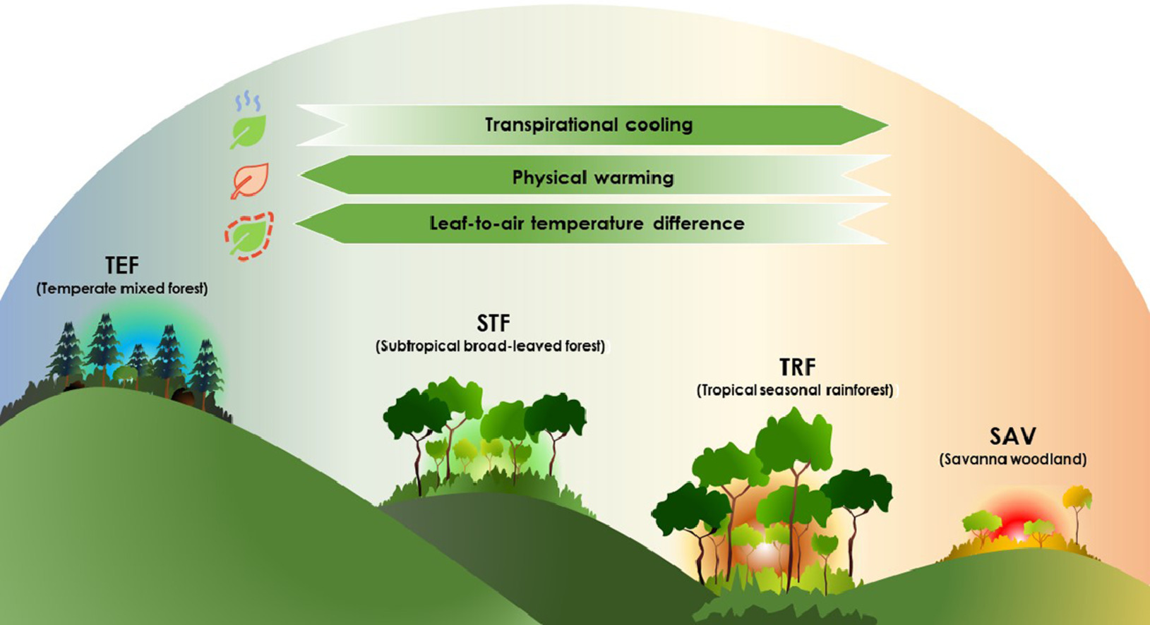 Leaf thermal regulation strategies of canopy species across four vegetation types along a temperature and precipitation gradient.jpg