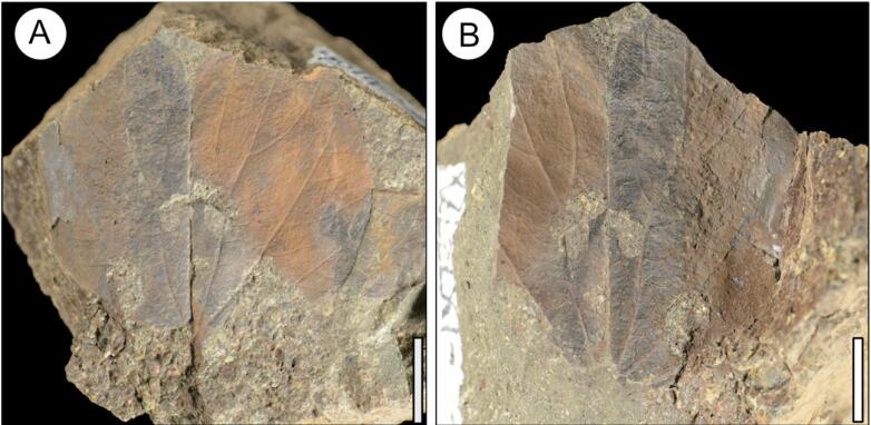 Oldest Fossil Record of <em>Bauhinia</em> Reported from Tibetan Plateau