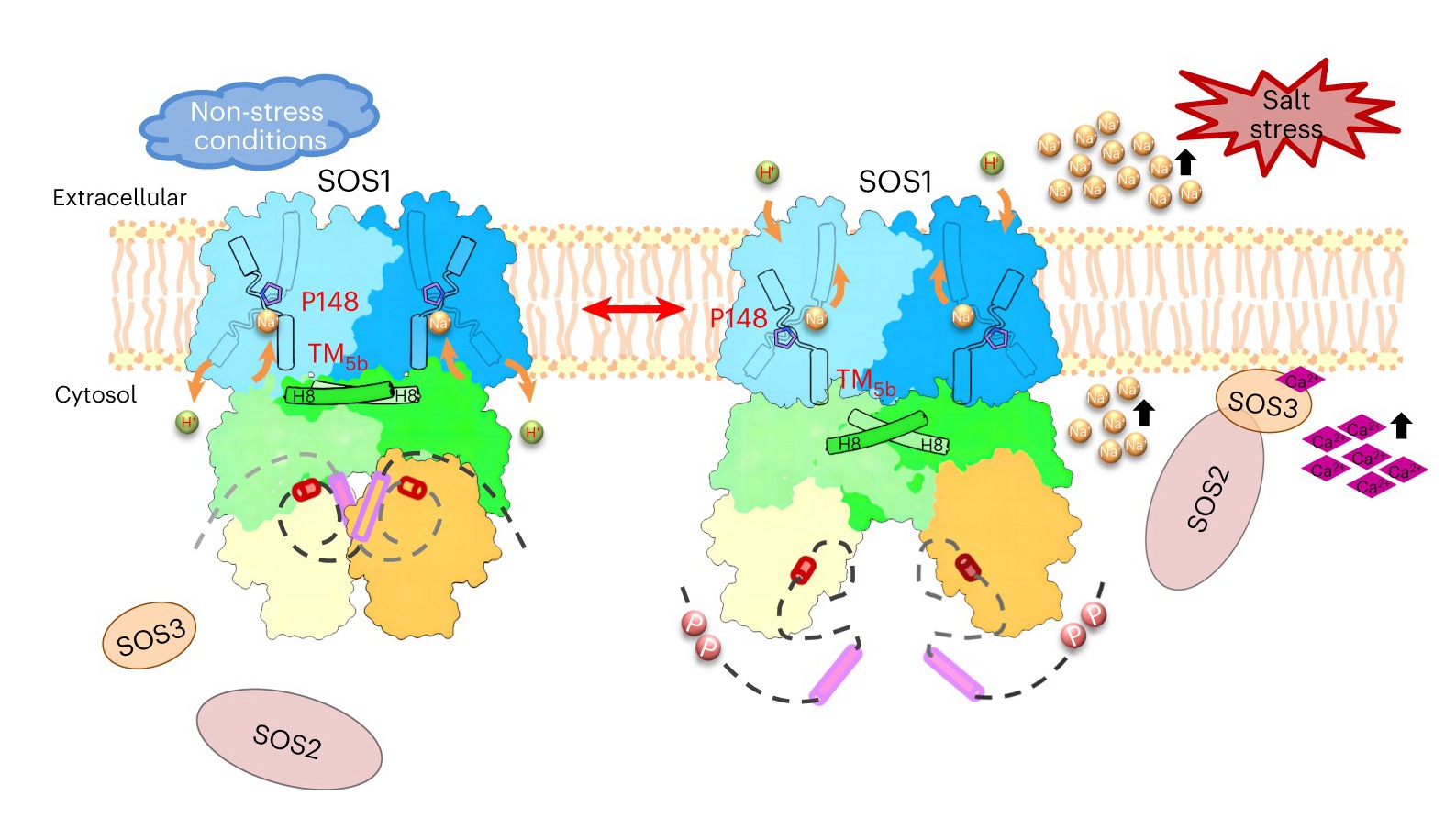 Researchers Show How SOS1 Works in Response to Salt Stress