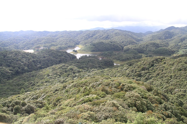 Ailaoshan Subtropical Forest in Yunnan.jpg