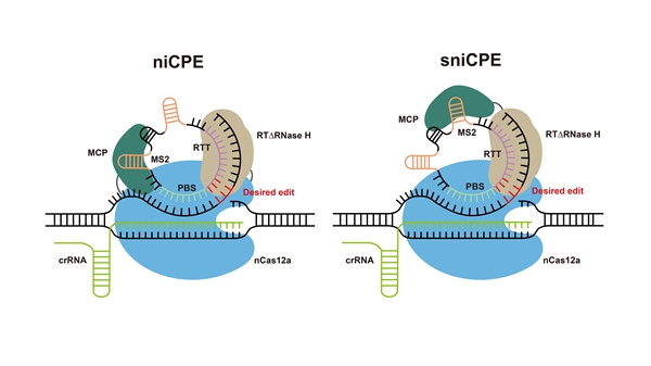 Prime editors using Cas12a and circular RNAs in human cells