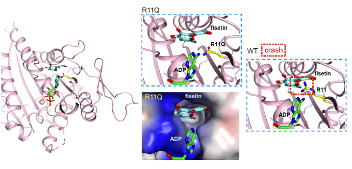 Structural model of Fisetin docking into the ATP-binding pocket of the KIF1A(R11Q) mutant.png