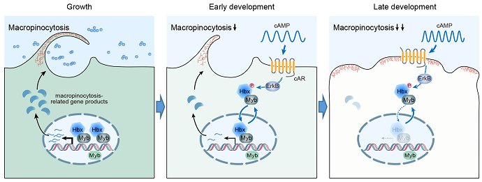 Hbx5-MybG transcription factor complex enables adaptive changes in macropinocytosis during the growth-to-development transition.png