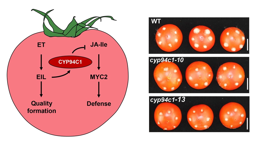 Tomato CYP94C1 inactivates JA-Ile to attenuate JA-mediated defense during fruit ripening