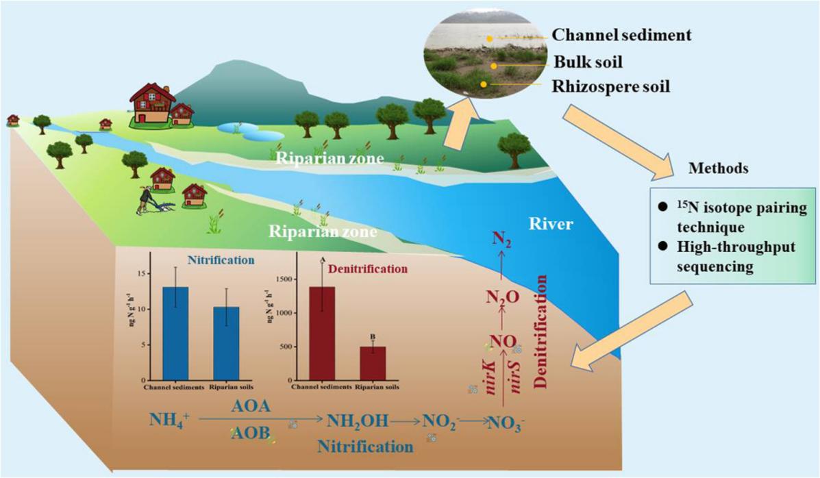 Activity and community structure of nitrifiers and denitrifiers in nitrogen-polluted rivers along a latitudinal gradient.jpg