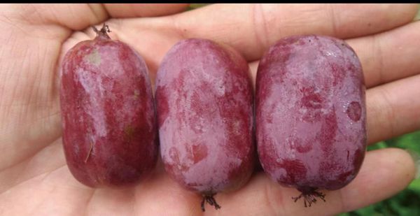 Fruits of Actinidia arguta (Image by LU Xuemei)_副本.jpg