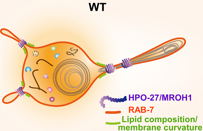 Proposed model of HPO-27 function in lysosomal fission.png