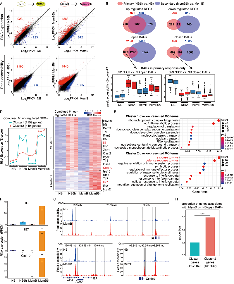 Researchers Unveil Epigenetic Memory of Antiviral Memory B Cells ...