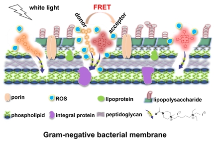 Researchers Innovate Bacterial-mediated FRET Technique to ...