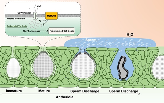 MpMLO1 localized on the plasma membrane of tip cells induces cytoplasmic Ca2+ increase, triggering PCD in these cells