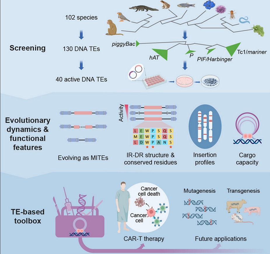 The comprehensive process of screening, analyzing, and applying active DNA transposons