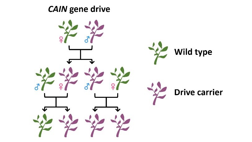 Researchers Develop Plant Gene Drive System for Enhanced Trait Inheritance