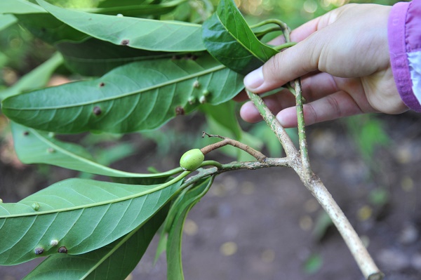 Immature fruit of Beilschmiedia mengwangensis.jpg