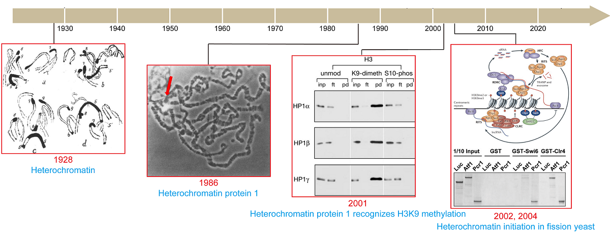 History of constitutive heterochromatin