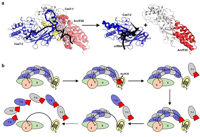 The molecular mechanism of AcrIF25 dissociating the Csy complex.jpg