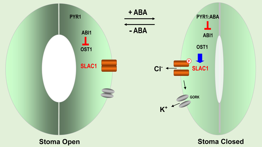 Regulation of SLAC1 activity