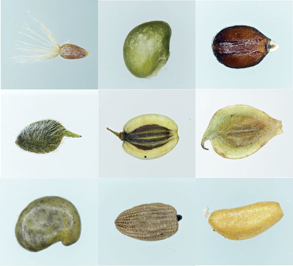 seeds (Image by WBG).jpg