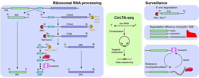 CircTA-seq Technology Discovers New Mechanisms of Ribosomal RNA Processing and Surveillance in Yeast.jpg
