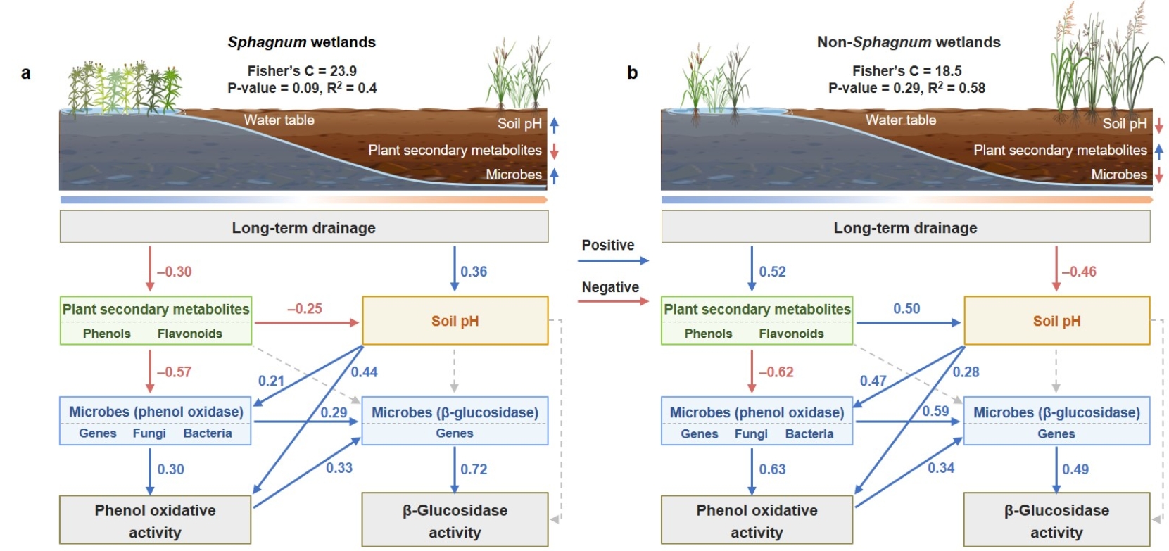 Plant-microbe Interactions Underpin Contrasting Enzymatic Responses to ...