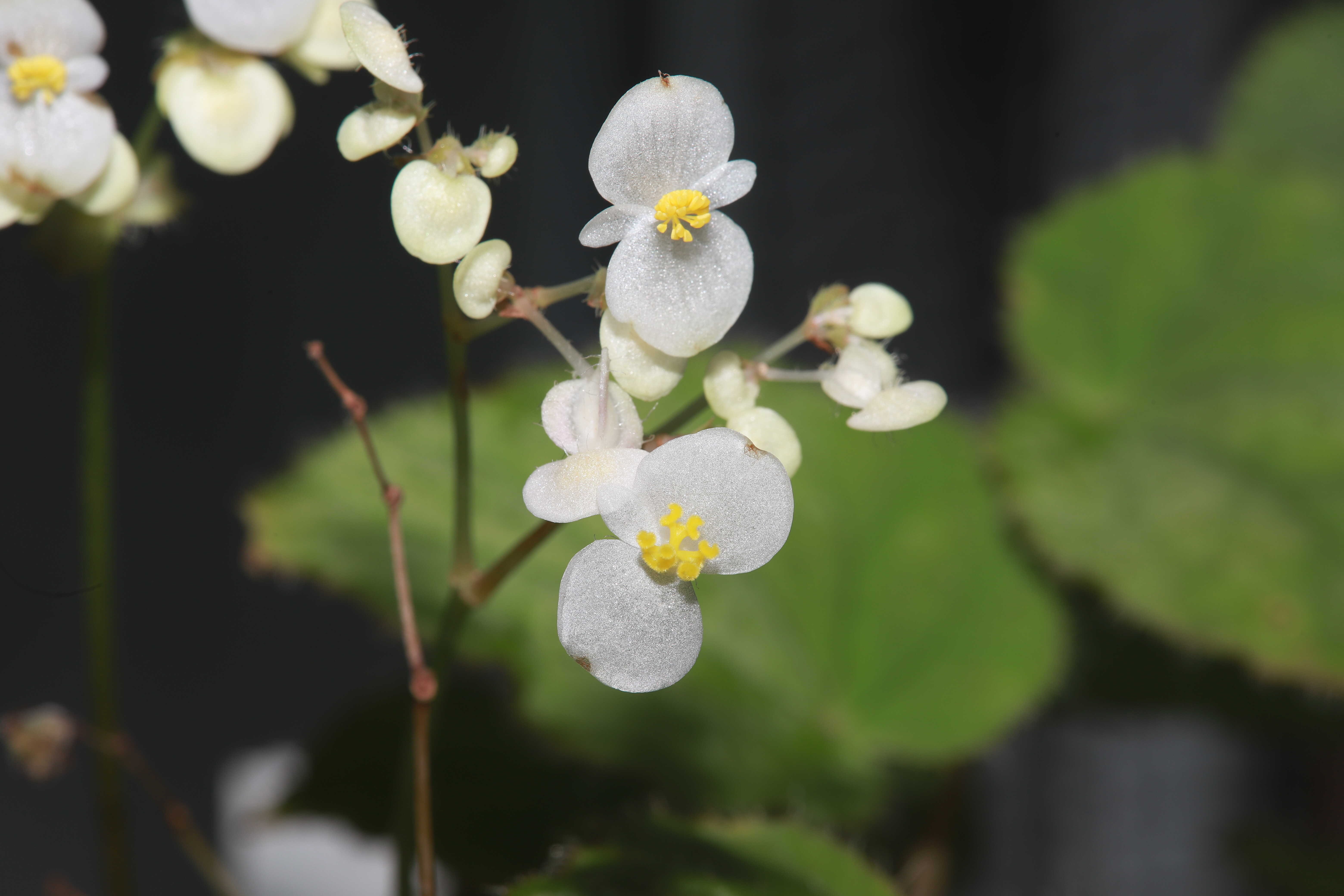 New <em>Begonia</em> Species Found in Guangxi