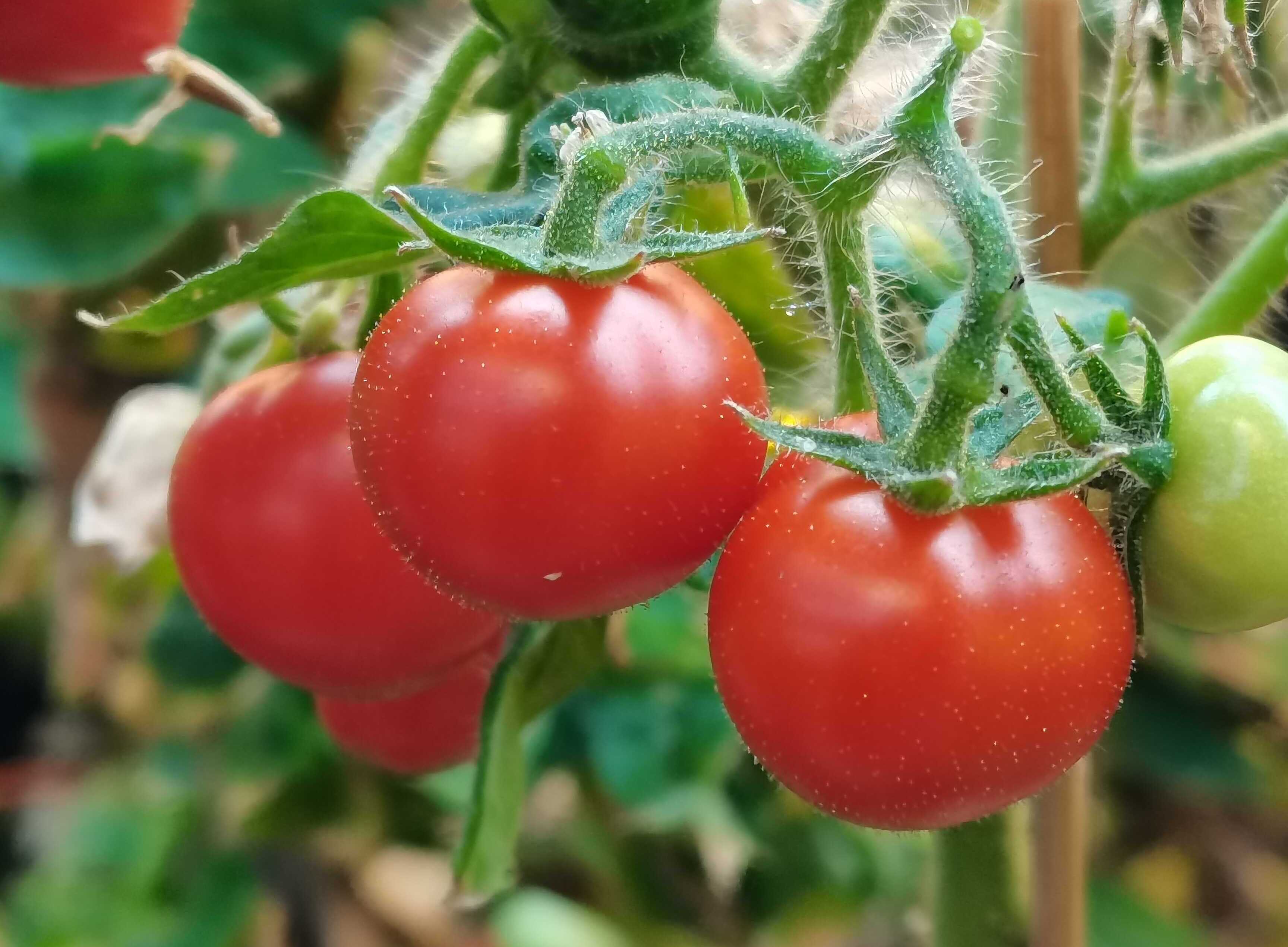 Hydrogen Peroxide and the Mystery of Fruit Ripening: ‘Signal Messengers’ in Plants