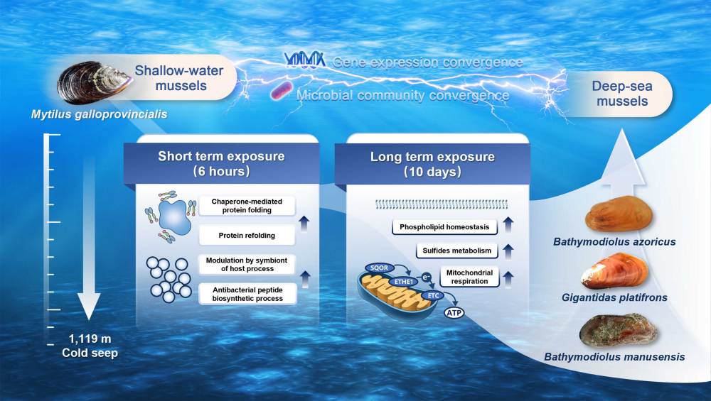 Insights into Shallow-Water Mussels Adapting to Deep-Sea Environments