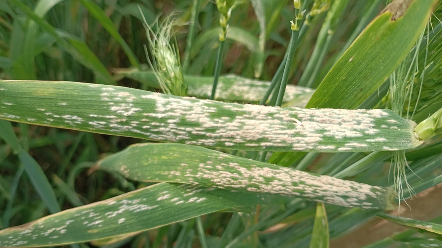 Researches Identify Wheat <em>NLR</em> Pair that Confers Wheat Resistance to Powdery Mildew