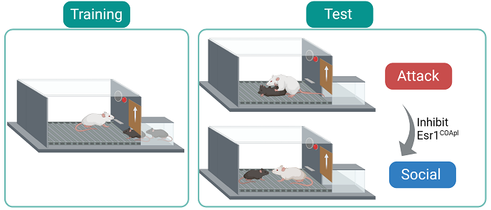 Scientists Reveal Neural Circuitry Behind Transition from Aggressive Behavior to Pro-social Behavior