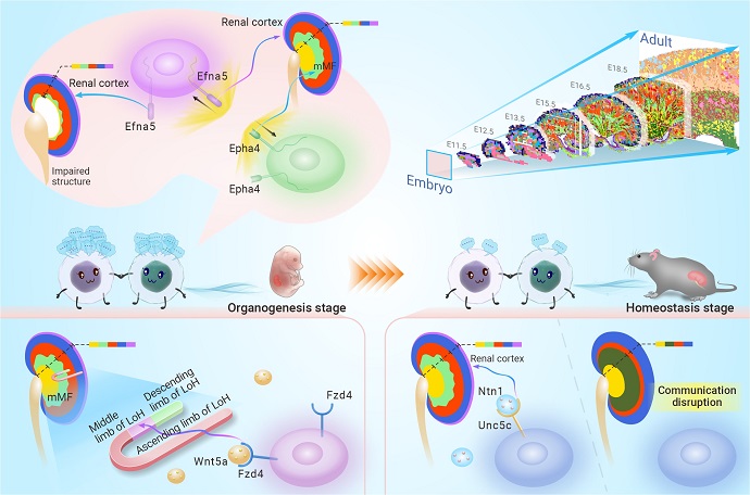 New Insights into Kidney Development and Regeneration Revealed by Single-cell Transcriptomics