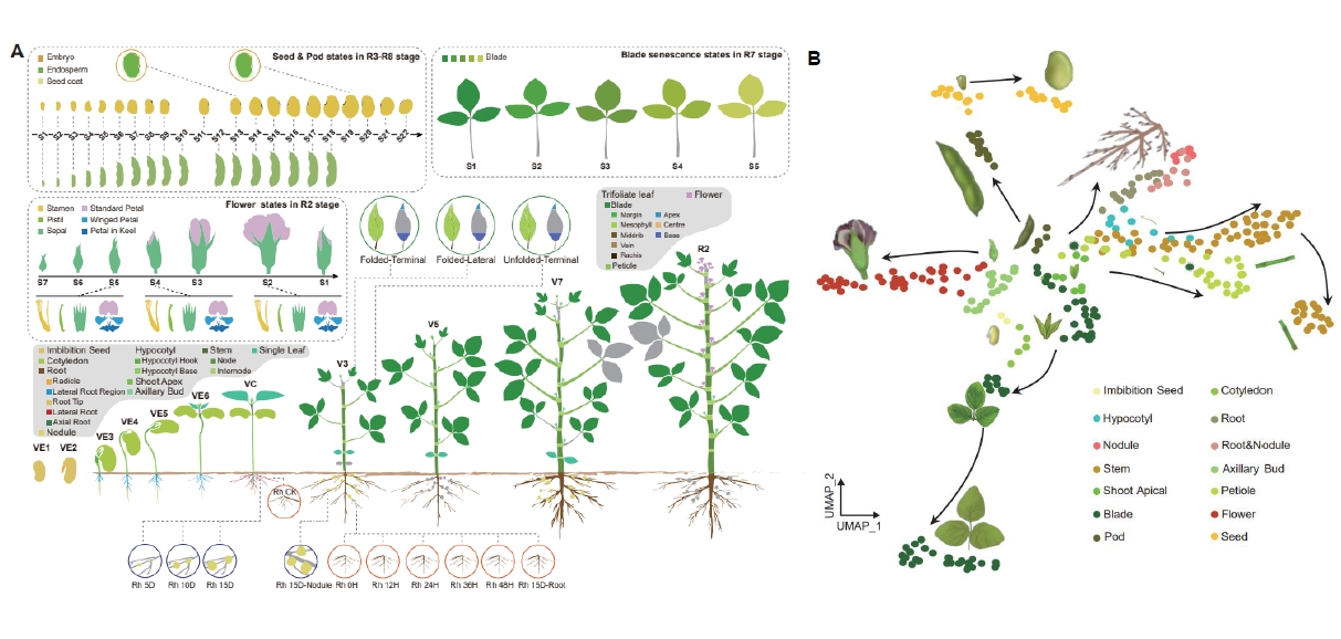 中国の科学者が大豆の発達に関する遺伝子コードを解読 (Chinese Scientists Unlock Genetic Code of Soybean Development)