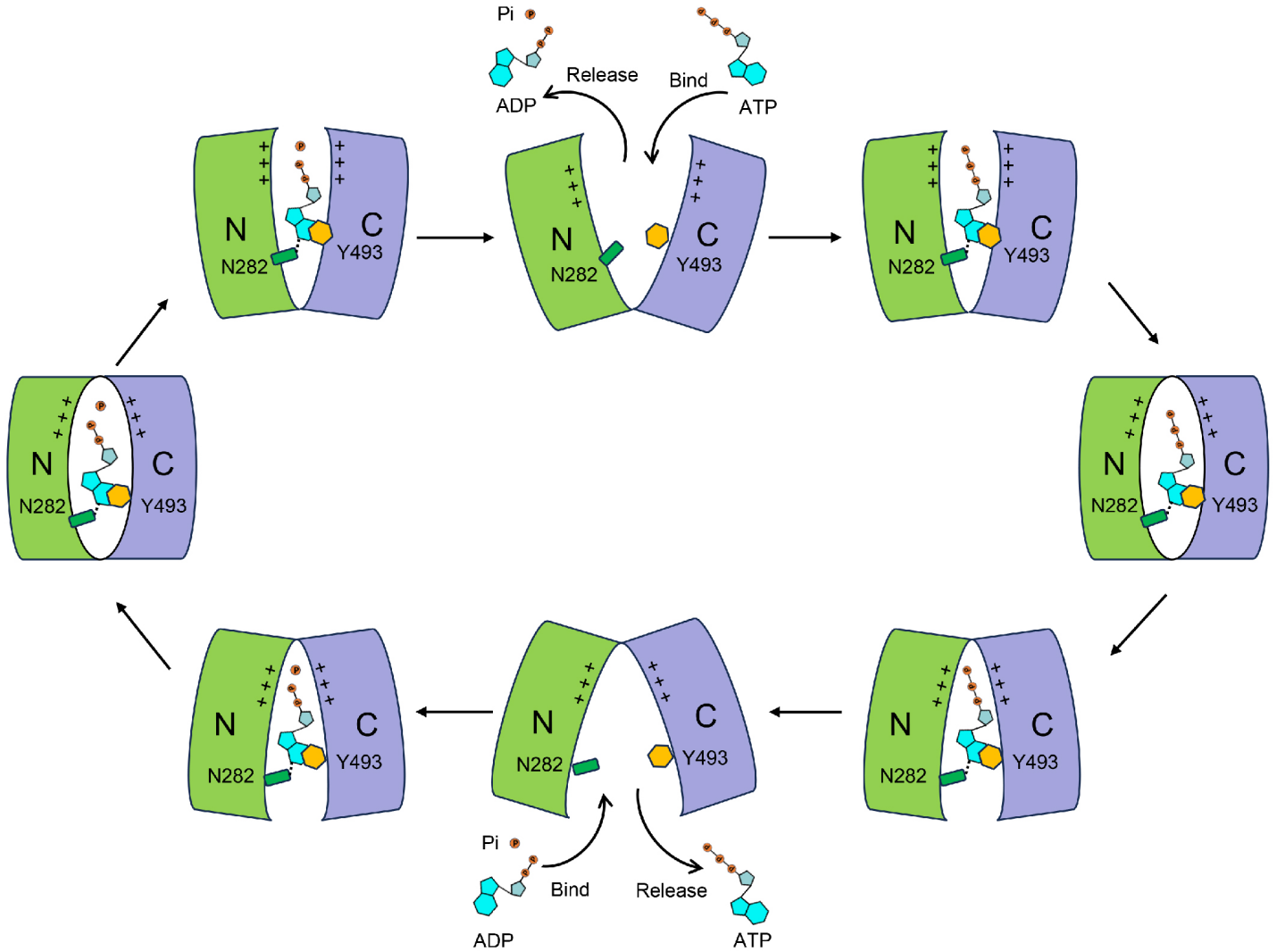 Chinese Scientists Explain Energy Transfer Mechanism in Chloroplasts and Its Evolution