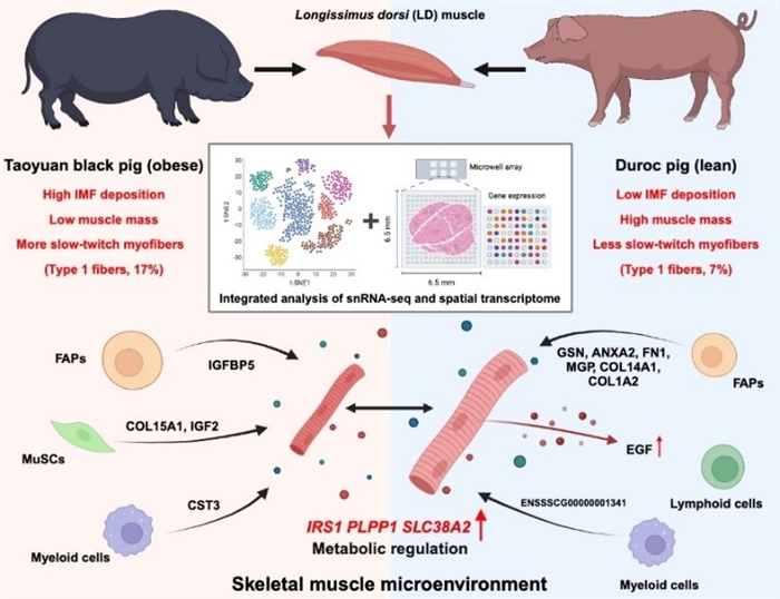 snRNA-Seq and Spatial Transcriptome Reveal Muscle-adipose Tissue Crosstalk in Porcine Skeletal Muscle