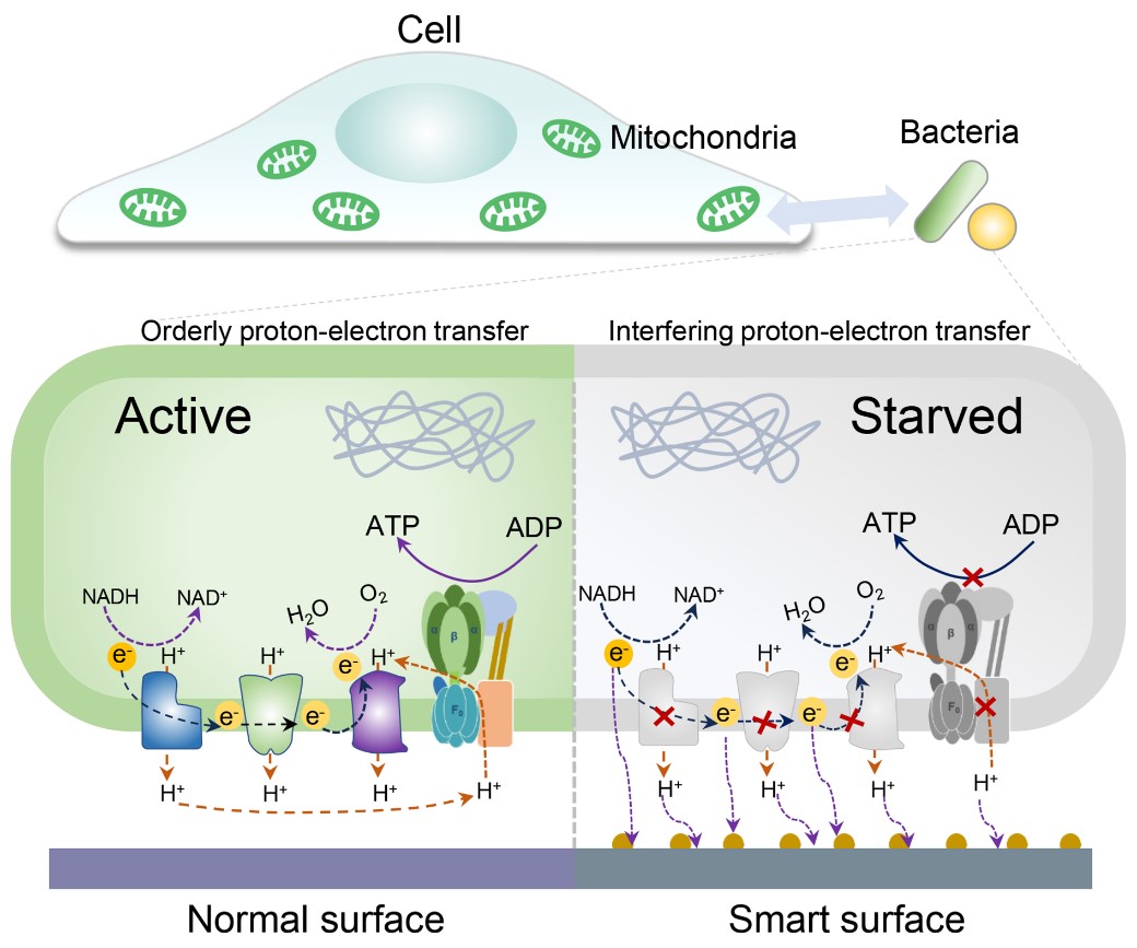 Scientists Develop Novel Antibacterial Strategy to Combat Implant-Associated Infections