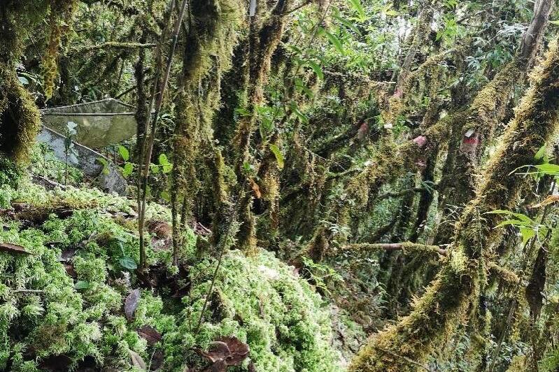Leaf Nutrient Resorption Strategies Enable Epiphytes to Thrive in Diverse Ecosystems
