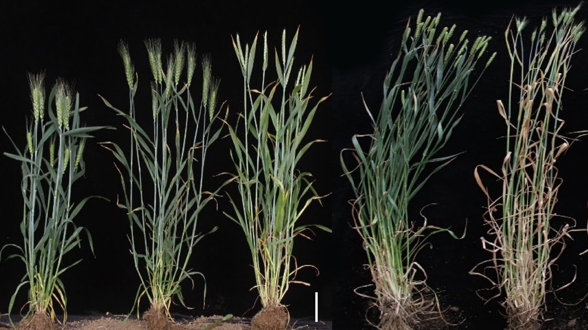 Chinese Scientists Unravel Century-old Mystery of Wheat Hybrid Necrosis
