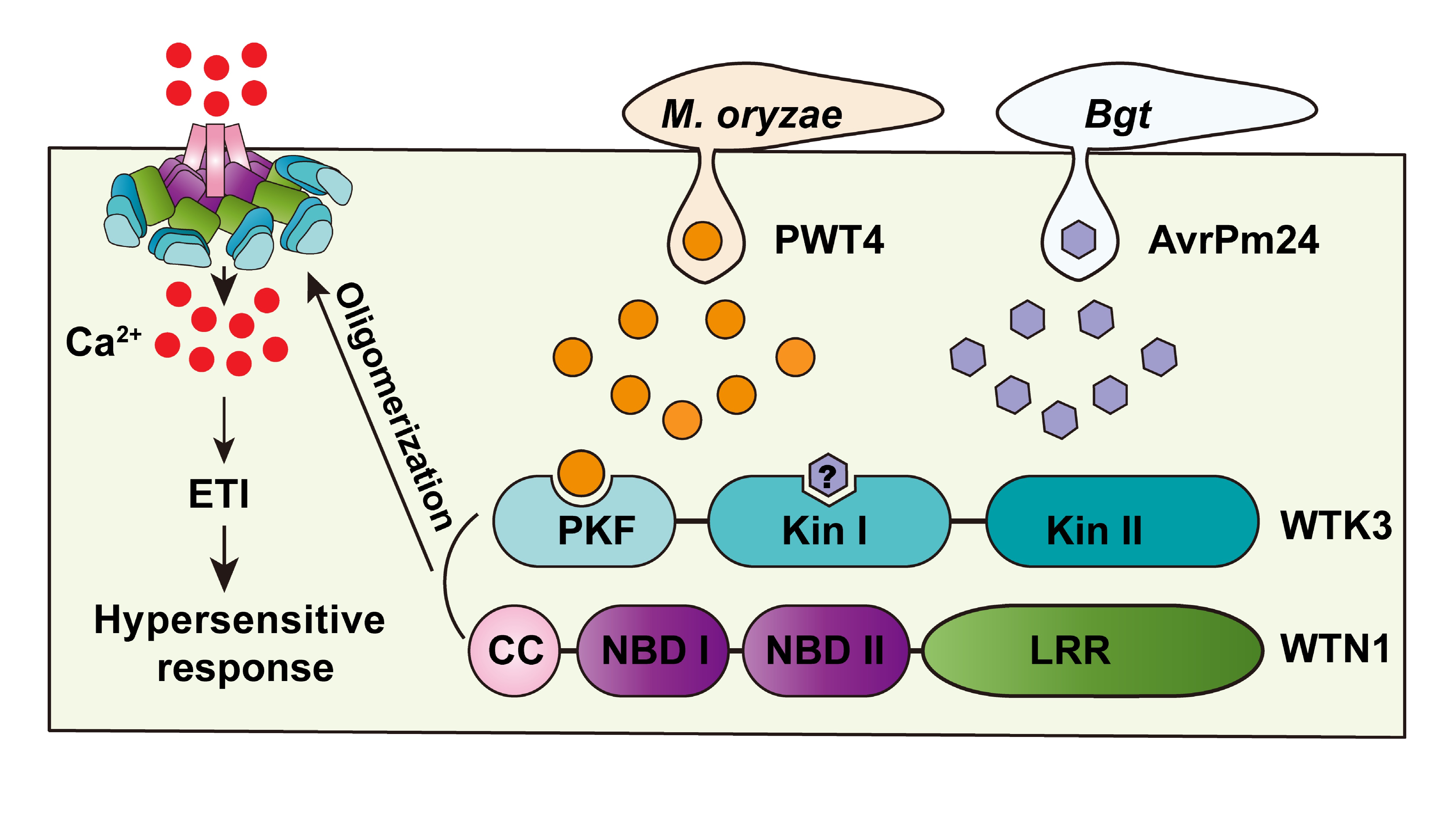 Scientists Uncover Novel Immune Mechanism in Wheat Tandem Kinase