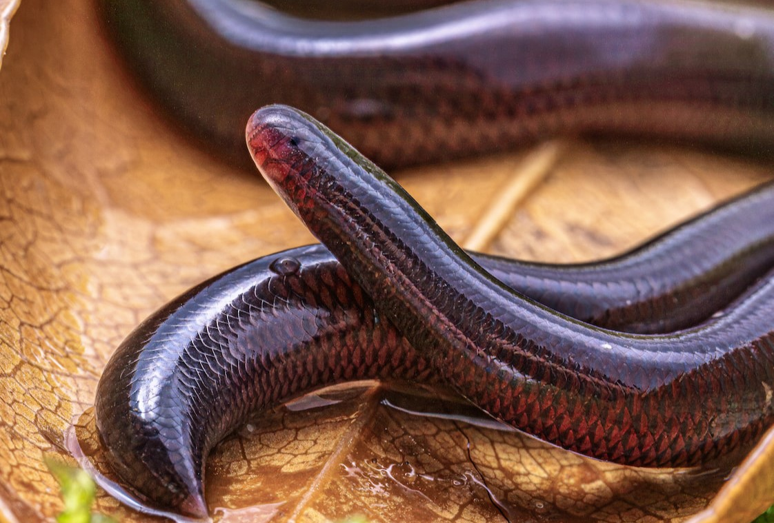 Researchers Uncover Unique Triploid Parthenogenetic Reproductive Mechanism of Flowerpot Snake