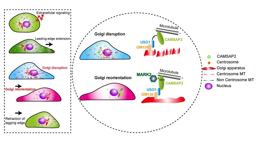 New Pathway Identified in Golgi Apparatus Reorientation&nbsp;During Directed Cell Migration
