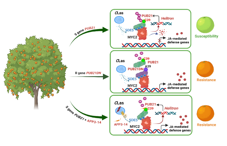 Scientists Decode Citrus Greening Resistance and Develop AI-Assisted Treatment