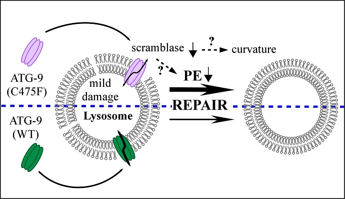 Scientists Uncover Novel Function of Autophagy Protein ATG-9 in Regulating Lysosome Integrity